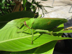 Katydid-01