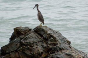 pacific reef heron 02