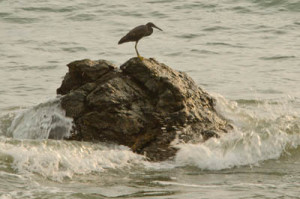 pacific reef heron 03