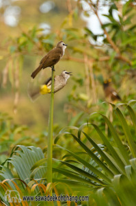 yellow vented bulbul koh chang