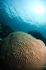 compact coral at koh chang