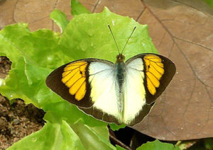 yellow orange tip koh chang