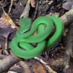 Koh Chang Reptile Species Archives - Koh Chang Nature | Koh Chang Nature