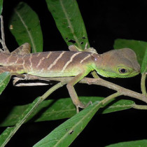 Koh Chang Reptile Species Archives - Page 2 of 4 - Koh Chang Nature ...