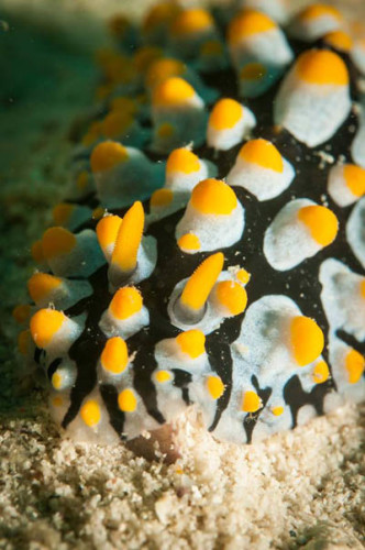 Varicose Wart Slug - Koh Chang Nature | Koh Chang Nature