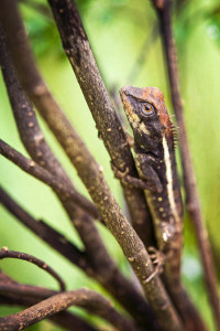 Mountain Horned Dragon - Koh Chang Nature | Koh Chang Nature