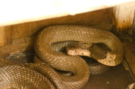 Monocled Cobra - Koh Chang Nature | Koh Chang Nature