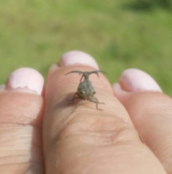 Koh Chang Beetles Archives - Koh Chang Nature | Koh Chang Nature