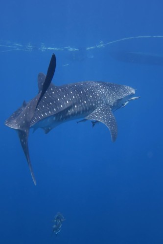 whaleshark-01-2016-KG (5) - Koh Chang Nature | Koh Chang Nature