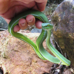 Koh Chang Reptile Species Archives - Page 4 of 4 - Koh Chang Nature ...