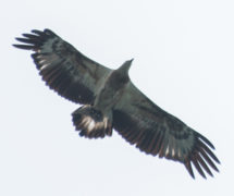 Juvenile White Bellied Sea Eagle (Haliaeetus leucogaster)-02-2016-david ...