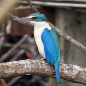 Collared Kingfisher - Koh Chang Nature | Koh Chang Nature