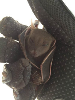 Greater Short-Nosed Fruit Bat - Koh Chang Nature | Koh Chang Nature