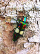 Jewel Beetle - Koh Chang Nature | Koh Chang Nature