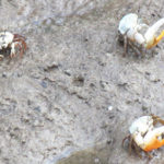 Giant Centipede - Koh Chang Nature | Koh Chang Nature