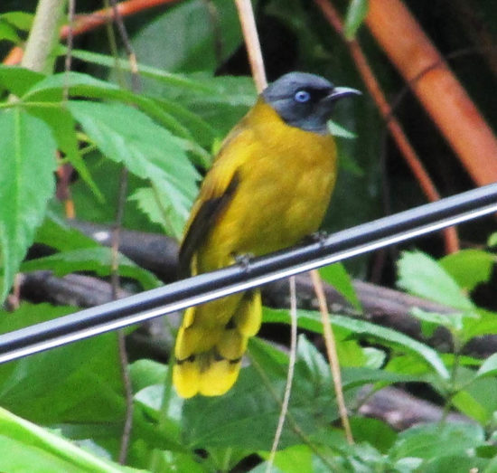 Koh Chang Birds Archives - Koh Chang Nature | Koh Chang Nature