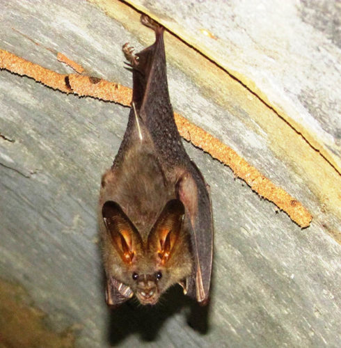 Lesser False Vampire Bat - Koh Chang Nature | Koh Chang Nature